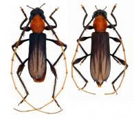 Terpnissa listropterina  Bates, 1867  ♂ & ♀