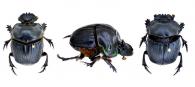 Coprophanaeus (Coprophanaeus) jasius  (Olivier, 1789) ♂ & ♀