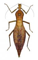 Cranidium gibbosum  (Burmeister, 1838)