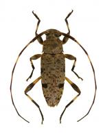 Acanthocinini Gen sp G509