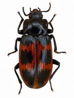 Tenebrionidae Gen sp3