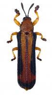 Hispinae Gen sp28