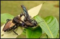 Reduvidae Gen sp