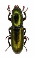 Temnoscheila sp6