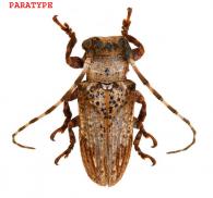 Oncideres faurei  Nearns & Tavakilian, 2012  PARATYPE
