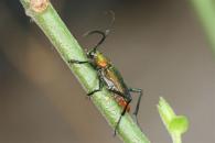 Chrysoprasis sp