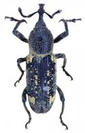 Rhinostomus quadrisignatus (Boheman, 1845)
