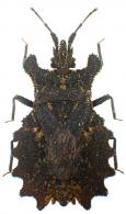 Dysodius lunatus (Fabricius, 1794)