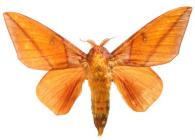 Adeloneivaia jason jason (Boisduval, 1872)