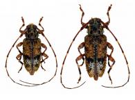 Neoeutrypanus mutilatus  (Germar, 1824)  ♂ & ♀