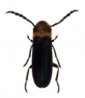 Microtrigonus convexicollis Chassain, 2015