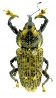 Odontoderes spinicollis  (Boheman)