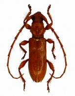 Rhomboidederes minutus  Napp & Martins, 1984