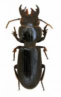 Scaritinae Gen sp1