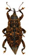 Zygops planulus  (Fabricius, 1801)