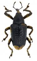 Cylindrothecus sp1