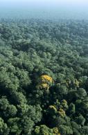 Forêt primaire 