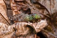 Cicadidae Gen sp