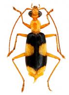 Calophaena sp2