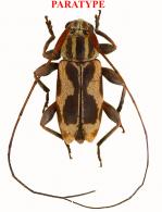 Atrypanius quadrifasciatus Roguet, 2025 PARATYPE