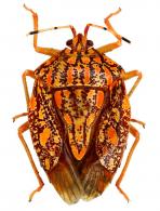 Pentatomidae Gen sp1