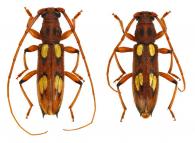 Hespereburia brachypa  (Bates, 1870)  ♂ & ♀