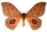 Automeris amonea amonea  (Boisduval, 1875)