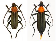 Homogenes leprieurii  (Buquet in Guérin-Méneville, 1844)   ♂ & ♀