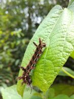 Hamadryas feronia
