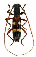 Tropidion cinctulum  (Bates, 1870)