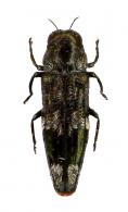 Taphrocerus sp1