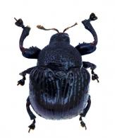 Hybolabus sp1