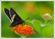 Hesperidae Gen sp