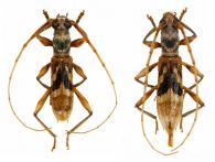 Compsibidion rutha   (White, 1855) ♂ & ♀