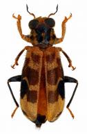 Epiphloeus adonis  Opitz, 2008