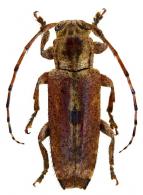 Bisaltes (Bisaltes) buquetii  Thomson, 1868