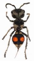 Mutillidae Gen sp2
