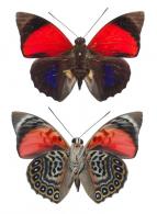Agrias sahlkei sahlkei Honrat, 1885 var. bleue