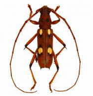 Eburodacrys puella  (Newman, 1840)