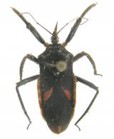 Micrauchenus lineola  (Fabricius, 1757)