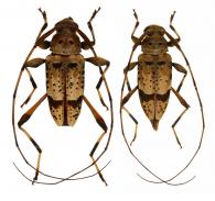 Anisopodus sparsus  Bates, 1863  ♂ & ♀