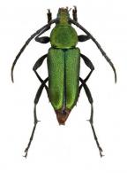Chrysoprasis rotundicollis   Bates, 1870