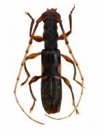 Cycnidolon approximatum   (White, 1855)