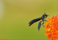 Hymenoptera sp