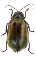 Exora obsoleta Fabricius, 1801
