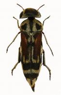 Yakuhananomia luteoguttata (Blanchard, 1843)