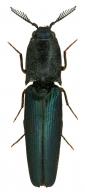 Fusimorphus submetallicus (Feutiaux, 1924)