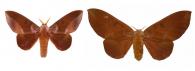 Othorene purpurascens (Schaus, 1905) ♂ & ♀