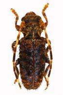 Desmiphorini Gen sp G269