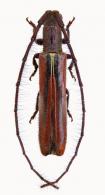 Trichohippopsis suturalis  Martins & Cavalho, 1983